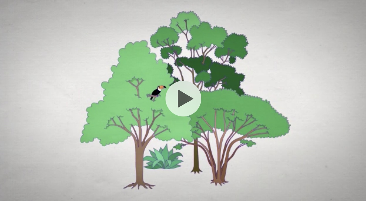 Aplicativo educativo 'dá voz' às árvores da Mata Atlântica, Terra da Gente