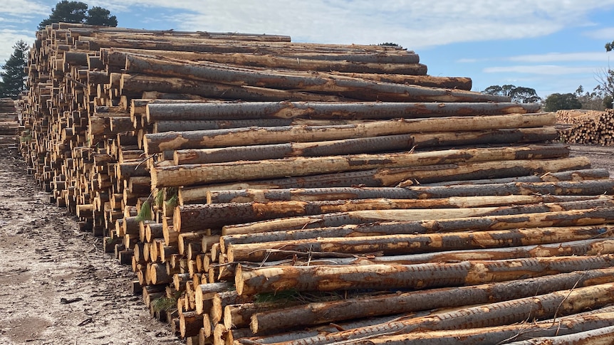 Quanto tempo dura uma construção de madeira? 