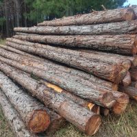 Pinus em Toras Exportação