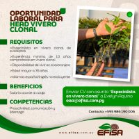 Oferta de Emprego para Head de Viveiro Clonal de Eucalyptus no Paraguai