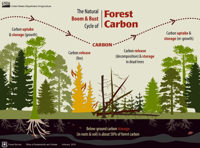 USFS_Carbono