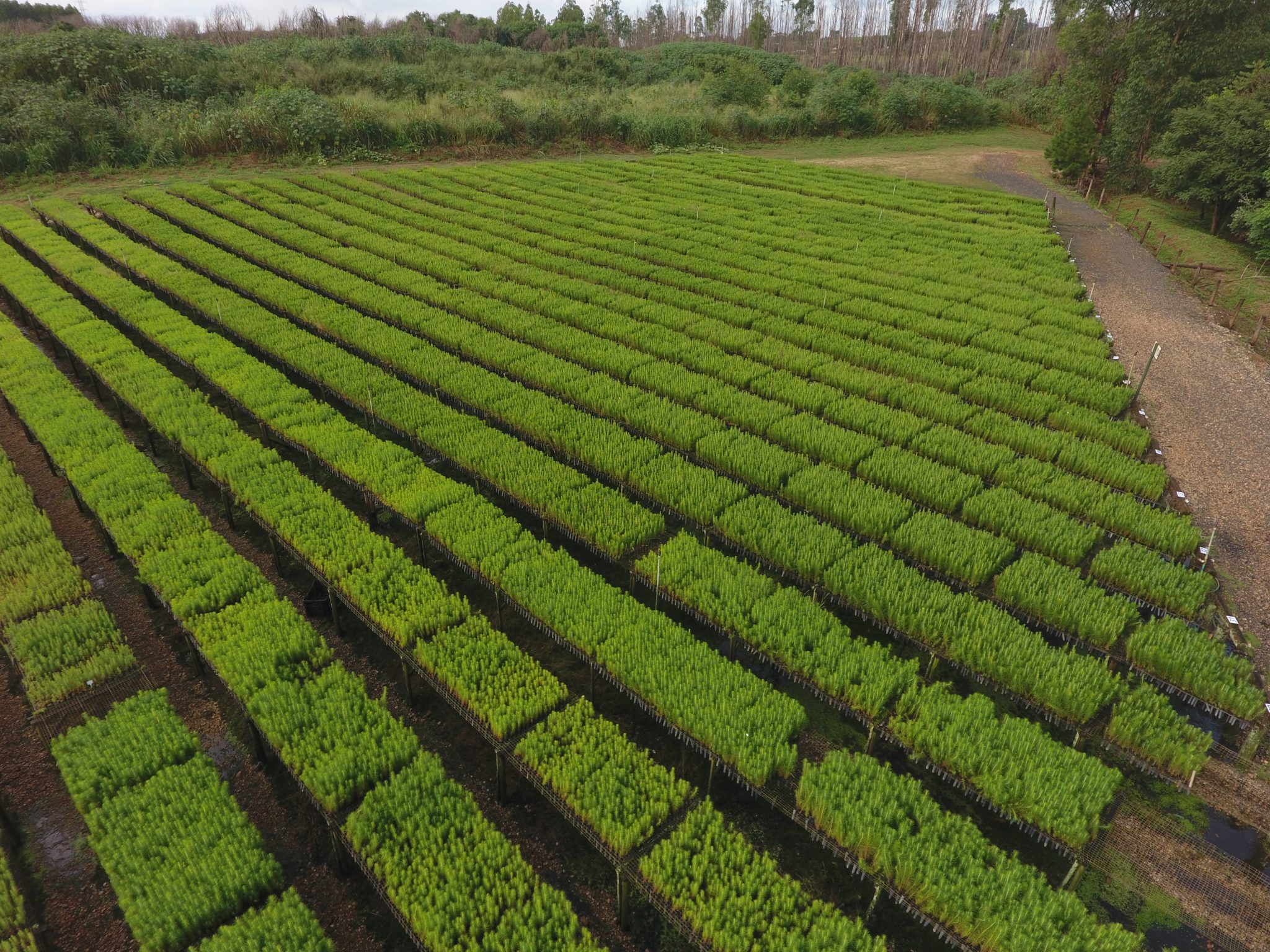 Exclusiva – Expertise ArborGen garante excelência em performance ...