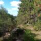Floresta c/2.023 pinus eliottis de 21 Anos e 145 eucalitpos - LEIA O ANÚNCIO ACEITO PROPOSTA