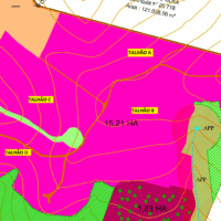 Reflorestamento de Pinus Taeda - 15,21 ha