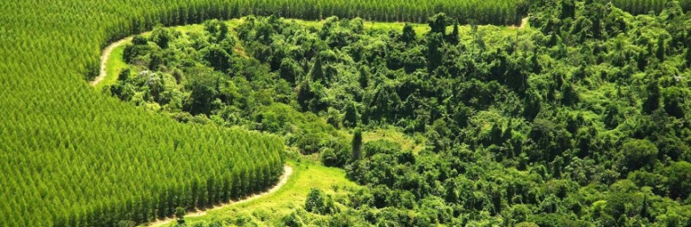 Veracel_na_COP30.2e16d0ba.format-avif.fill-1214x400 (Pequeno)