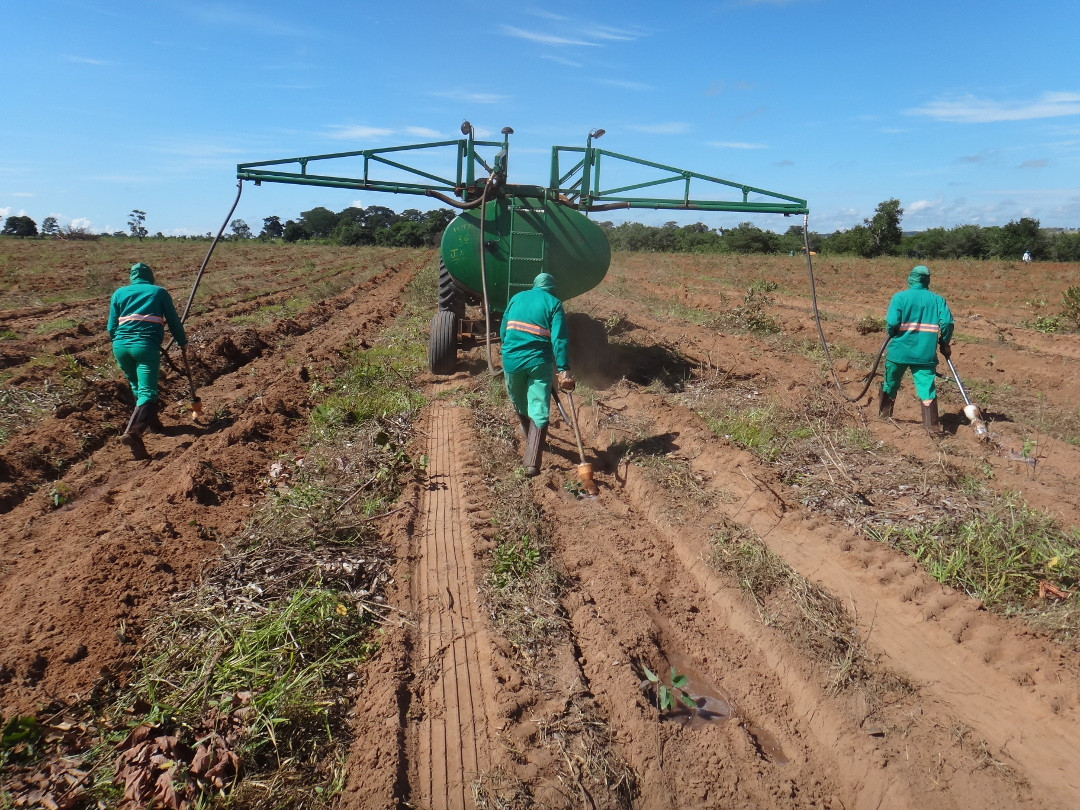 Plantio eldorado_menor