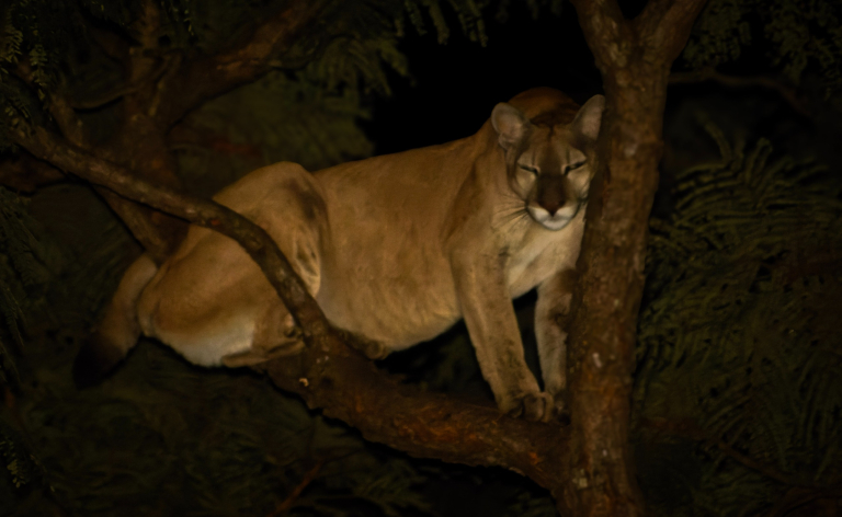 Onça-parda (Puma concolor) (1)