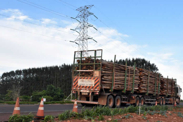 13-1025-0033-eucalipto-pr