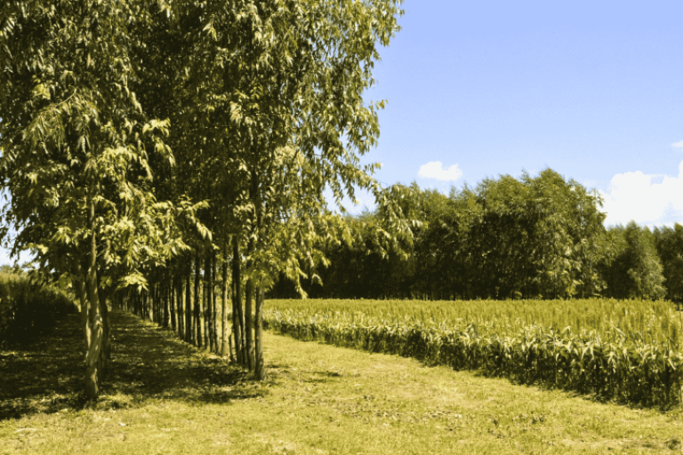 Sistema-de-Integracao-Lavoura-Pecuaria-Floresta-ILPF (Pequeno)