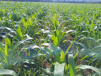 172582_350x210_width