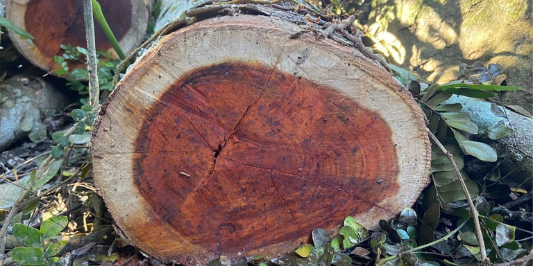 Foto: Dr. Daniel Piotto da Universidade Federal do Sul da Bahia (UFSB)
94f81121-e7c5-421c-a8a8-135193480df6