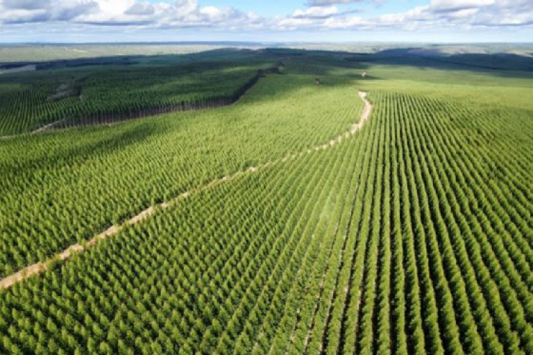 m_silvicultura-de-precisao-bracell-impulsiona-a-qualidade-de-mudas23202622