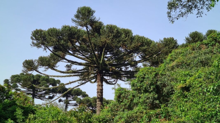 araucaria-1067x600