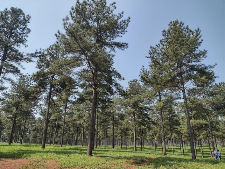 dia-internacional-das-florestas