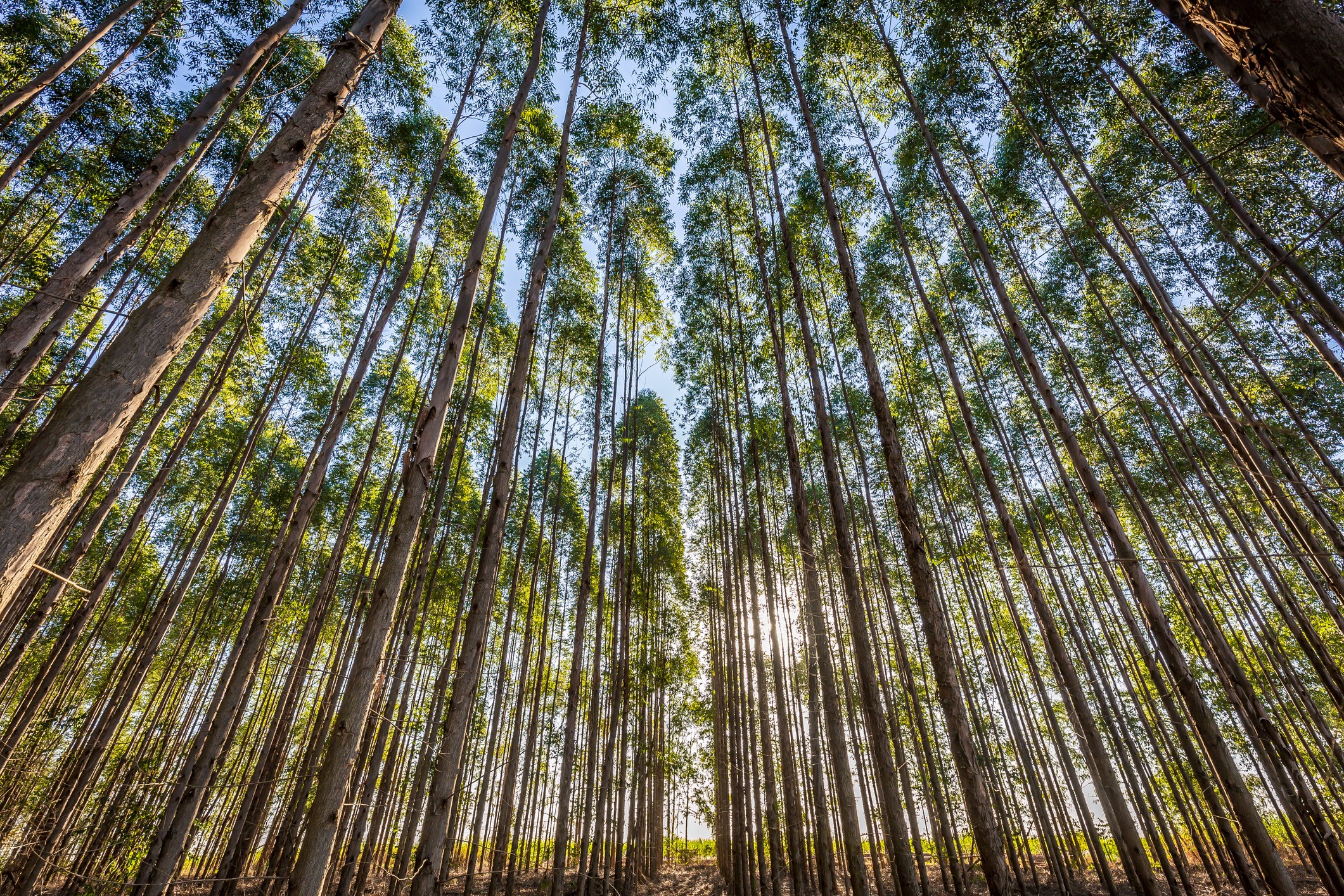 Eucalyptus plantation for wood Industry in Brazil's countryside.