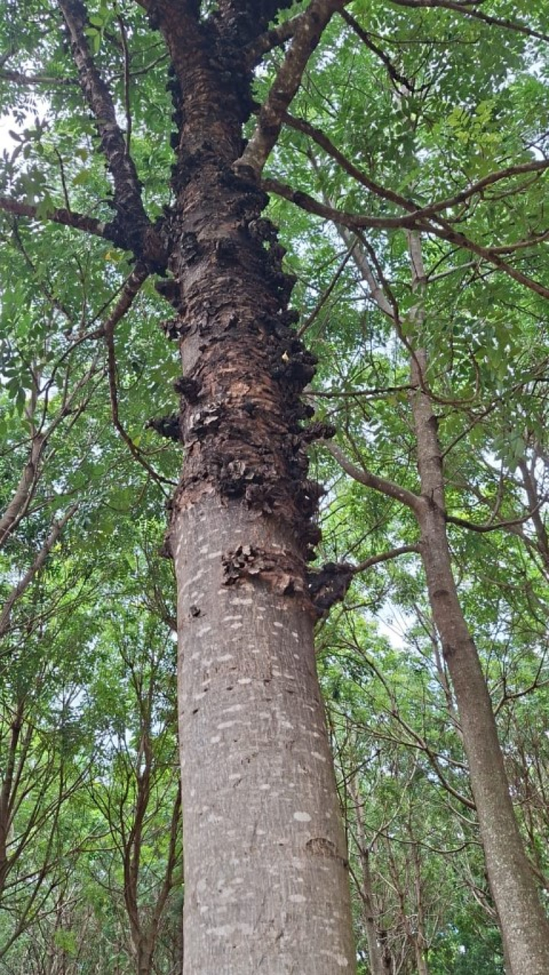 WhatsApp Image 2026-02-10 at 21.42.02 (Pequeno)