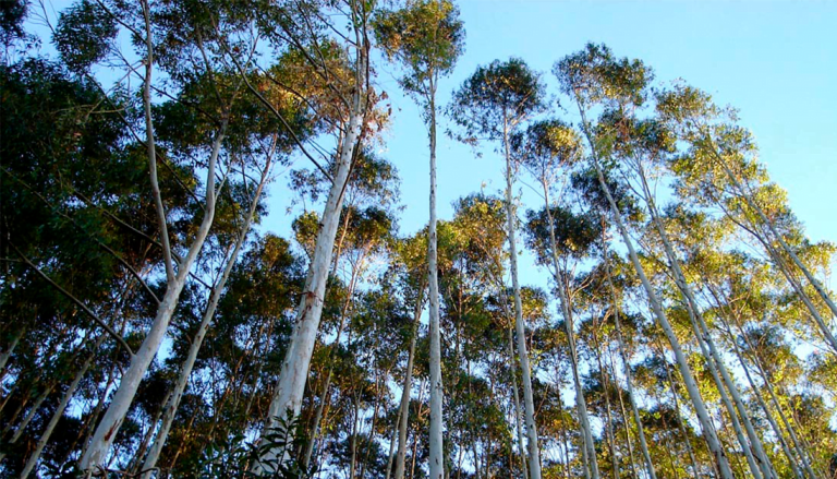 Florpinus-Blog-Junho3-qawtli8xcx7nacri3zuod4i87anef9q4p0luz4yiym