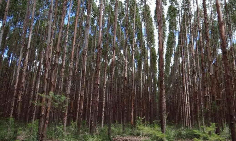 1_eucalipto-59298046