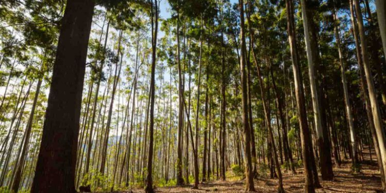 Setor-florestal-brasileiro-se-consolida-entre-os-mais-produtivos-e-sustentaveis-do-mundo-750x375