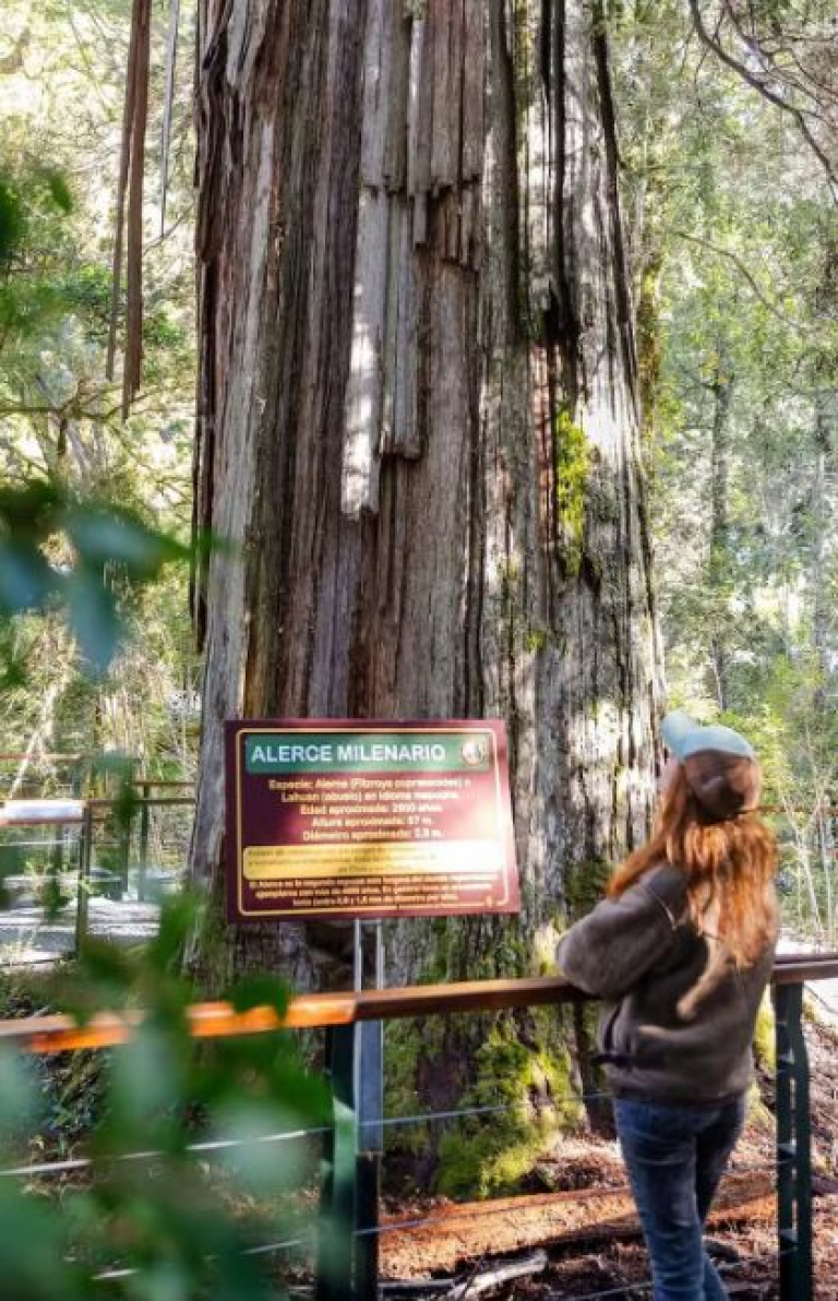 A antiga floresta de lariços é dominada pela espécie Fitzroya cupressoides, uma das espécies mais longevas do planeta — Foto: Cortesia do Turismo de Esquel Opera Instantâneo_2026-01-30_151412_chrome-distiller