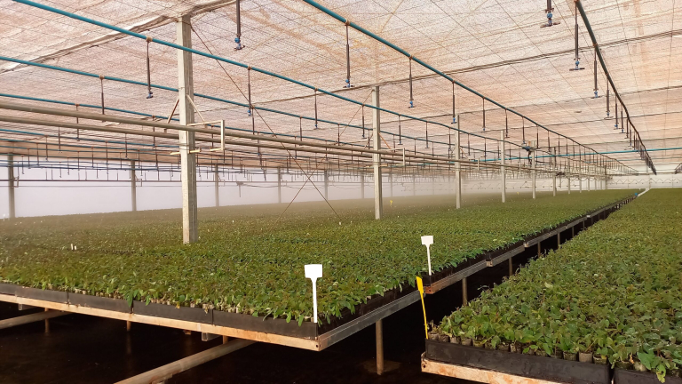 Suzano_Viveiro_de_Mudas