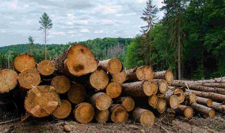 madeira sólida nativa