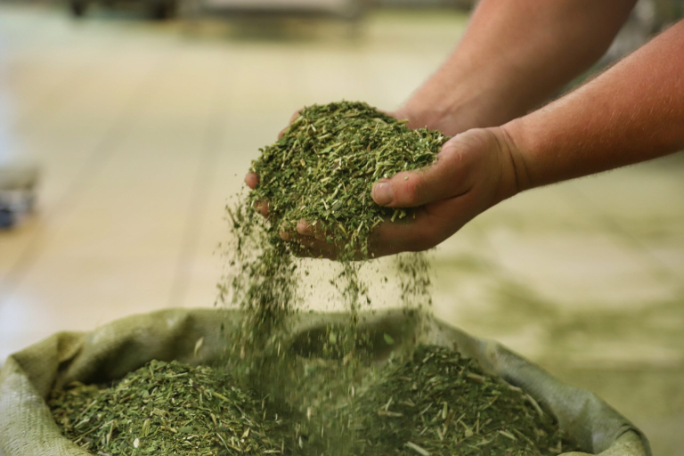 Produção de Erva Mate em São Mateus do Sul. Foto: José Fernando Ogura/ANPr - 01/2019 fernando_ogura_aen