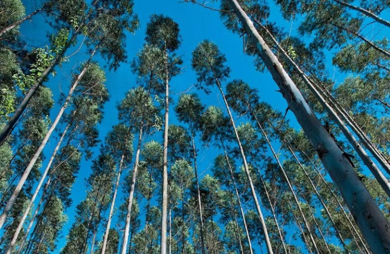 revista-minas-2026-081-florestaaperam-foto-divulgacao (Pequeno)