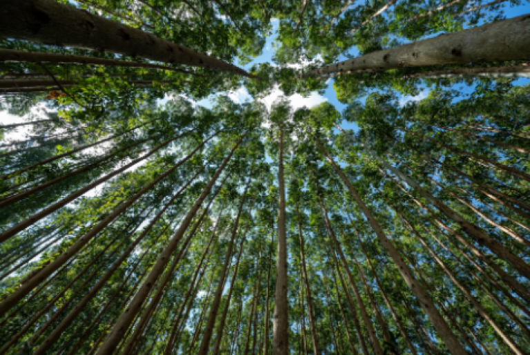 Foto: Divulgação Opera Instantâneo_2026-01-26_115346_chrome-distiller