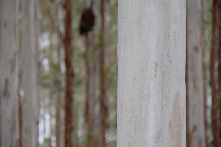 VITÓRIA DA CONQUISTA