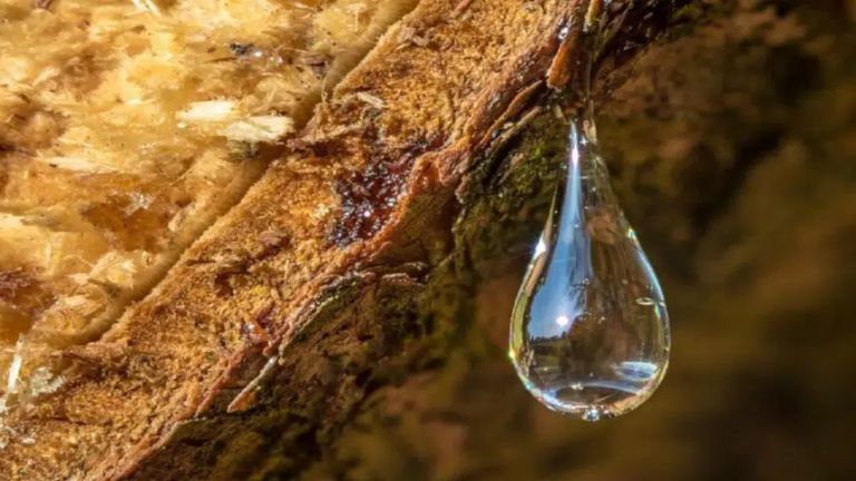 Pesquisadores-sugerem-o-uso-de-resina4