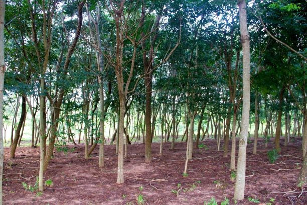 thumb_0_0_plantiomisto-mognoangicocanafistulacoraa-a-onegro-1