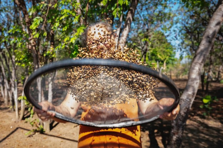 Mulheres como Dona Maria das Graças, integrante da Ressemear (Rede de Sementes do Araguaia) representam a maioria das pessoas que atuam na cadeia da restauração florestal no Brasil. Foto: Sanne De Wilde
WhatsApp-Image-2026-03-03-at-13.36.28 (Pequeno)
