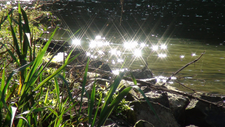 reflexo_painelflorestal
