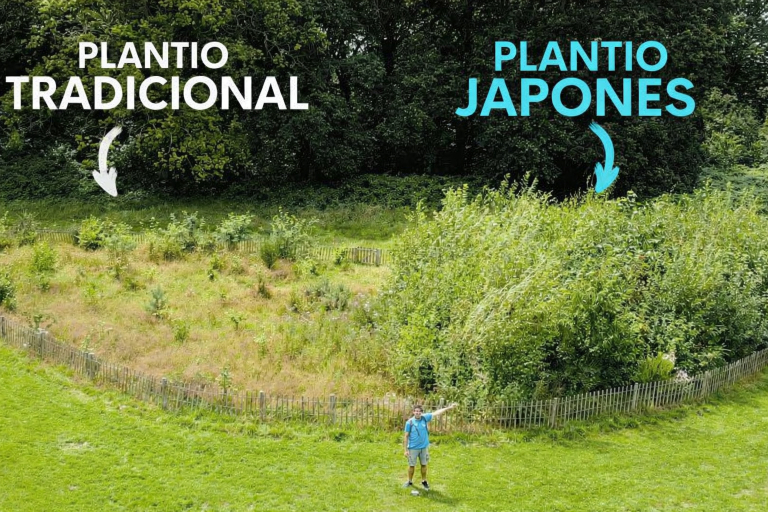 metodo-de-reflorestamento