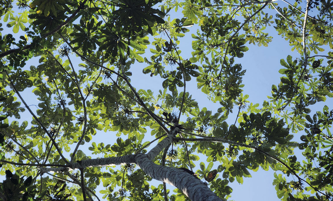 RPF-restaura-floresta-embauba-2025-04-1140