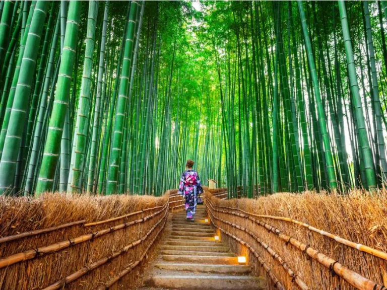 sagano-bamboo-forest-kyoto-japan_0