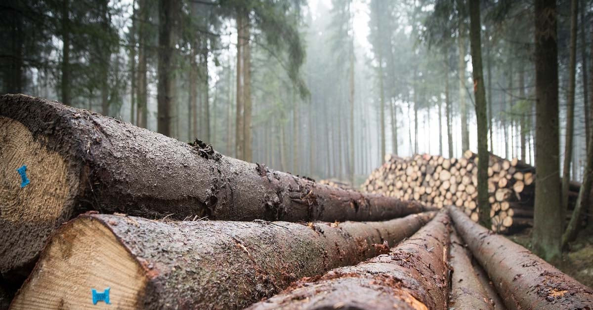 forest-with-felled-logs
