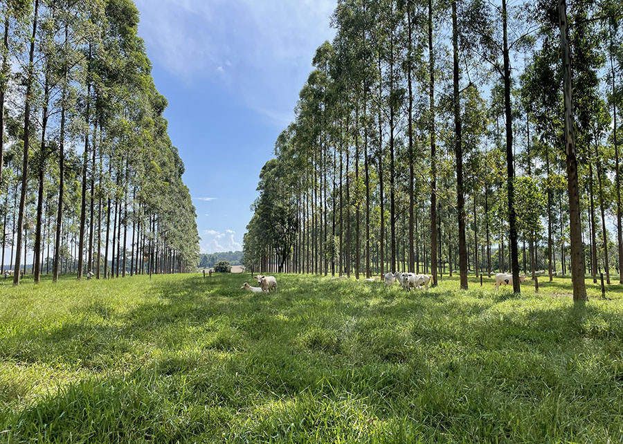 240227_VantagensÁrvoresPasto_Gisele_Rosso_ILPF