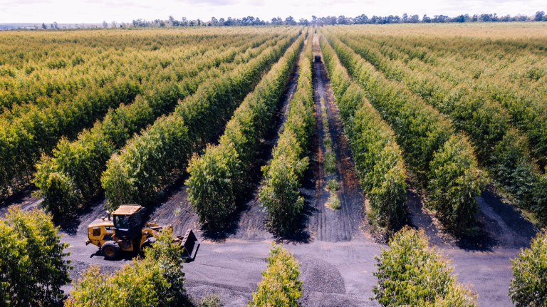 Foto 4 - Florestas renováveis de eucalipto