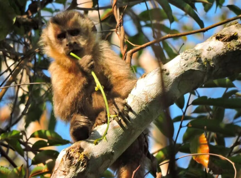 Opera Instantâneo_2026-04-06_171410_umsoplaneta.globo.com