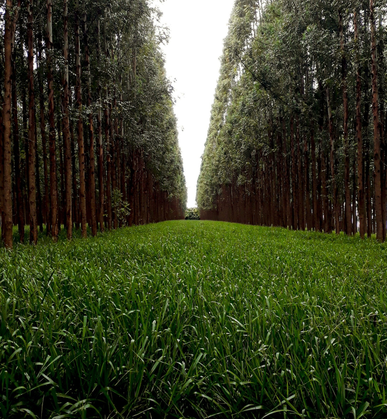 1_ilpf-foto Paulo Cardoso