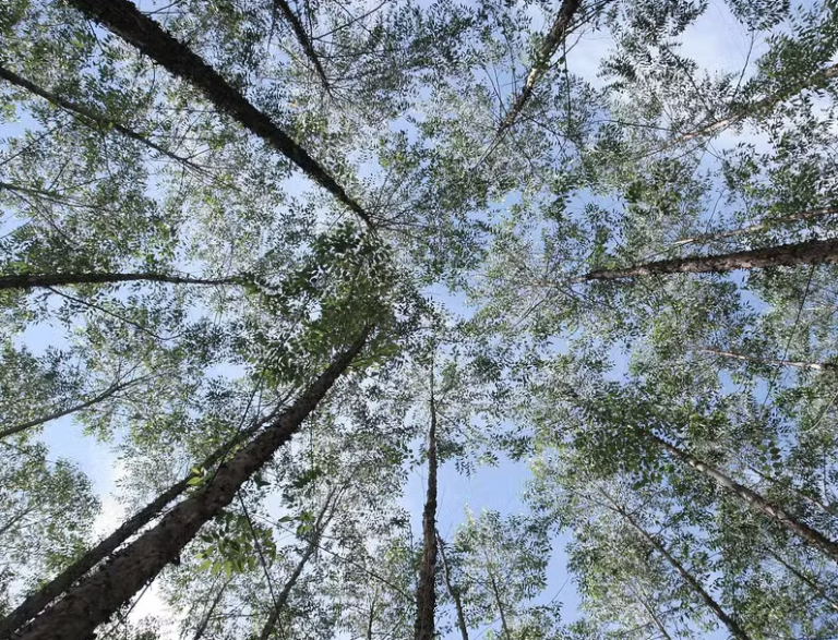 Projeto Natureza terá capacidade de produção de 2,5 milhões de toneladas ano de celulose de eucalipto — Foto: Anna Carolina Negri/Valor Captura de tela 2026-01-26 115218