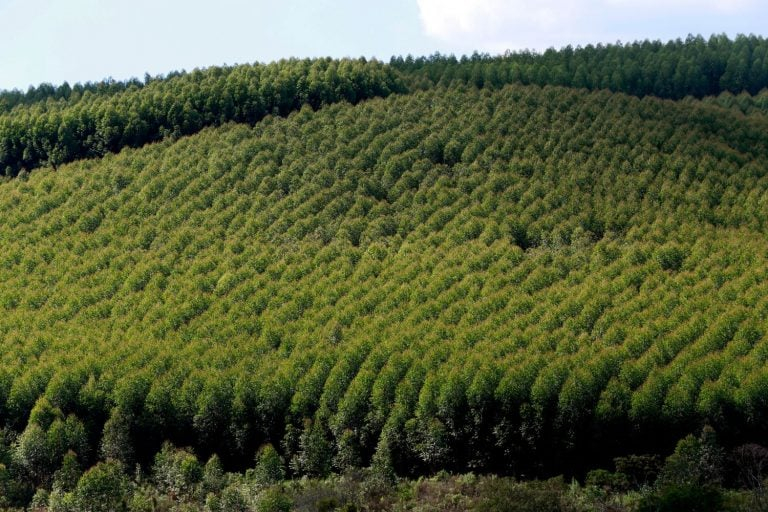 Agro_FlorestaEucalipto_4JUl2025_Getty-768x512
