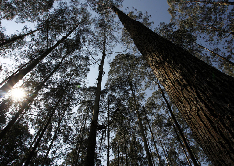 210928_EucaliptosMudançasClimáticas_copas_céu