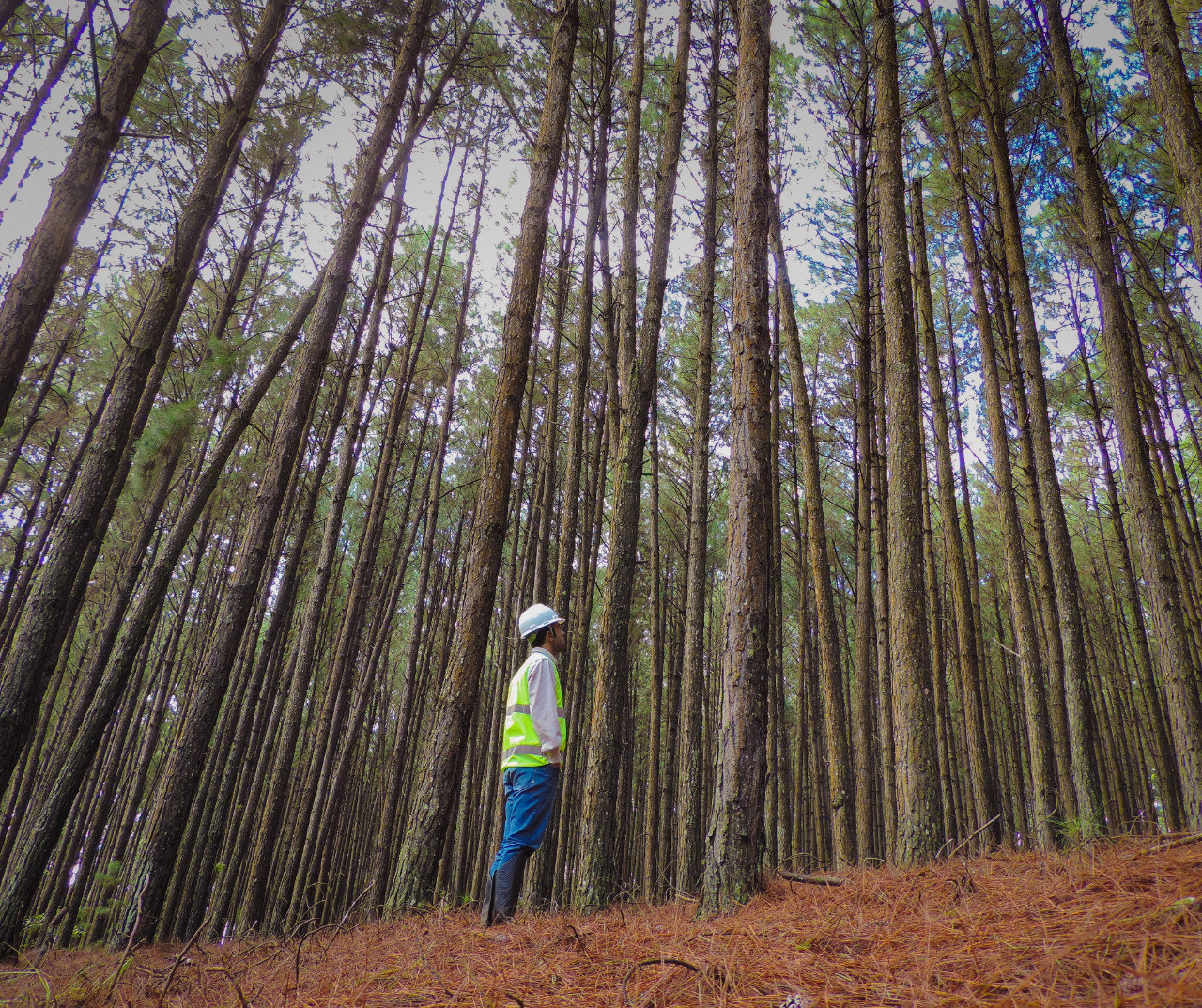Engenheiro-Florestal