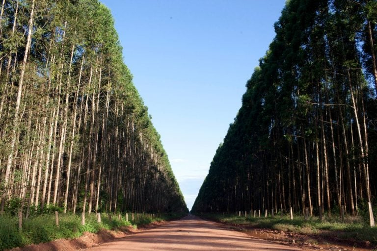 Agro_FlorestaEucalipto_4JUl2025_Getty-1-768x512