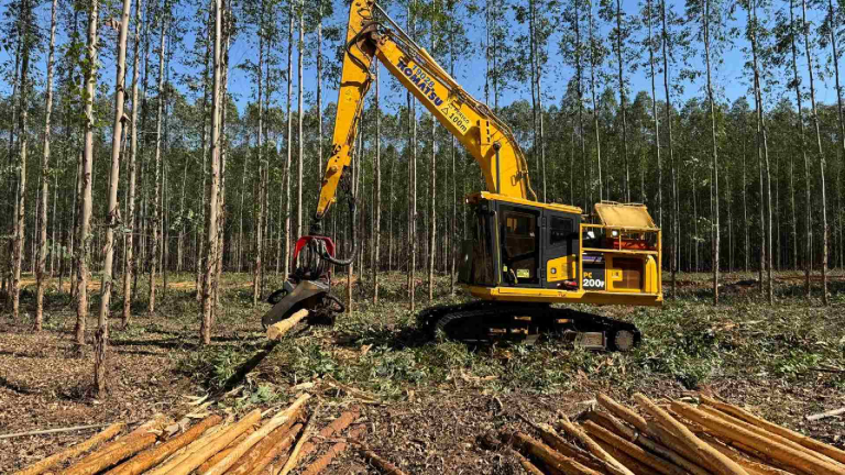 Profissionais vão atuar na área de silvicultura. (Foto: Divulgação/MS Florestal)
Novo-Projeto-2025-10-13T111953.166