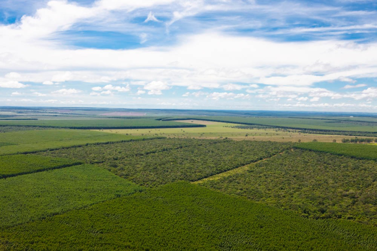 Florestas_Suzano (1)