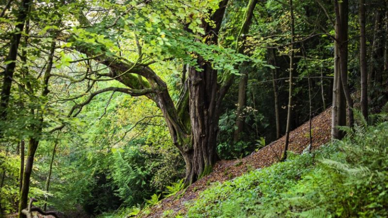 _121520125_gettyimages-1282741707